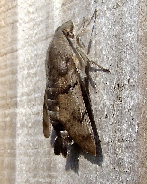 hummingbird hawkmoth
